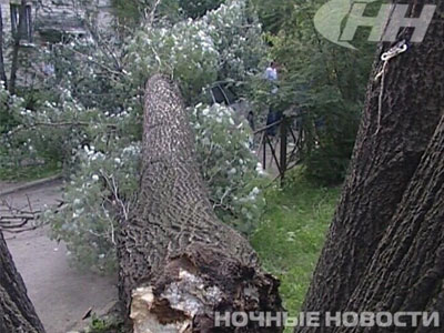 Новый Регион: В Екатеринбурге тополь рухнул на ''Жигули'' с водителем за рулем