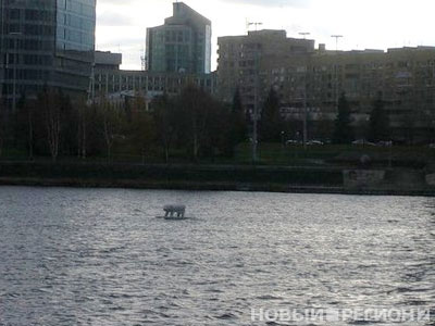 Новый Регион: По городскому пруду в Екатеринбурге плавает белый медведь (ФОТО)